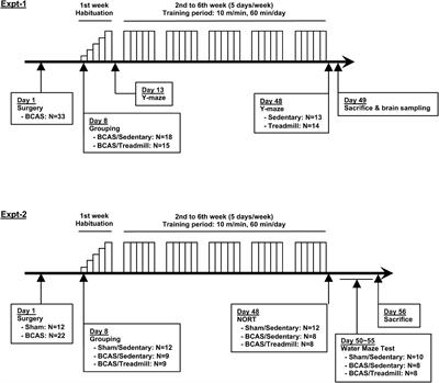 Treadmill Exercise During <mark class="highlighted">Cerebral Hypoperfusion</mark> Has Only Limited Effects on Cognitive Function in Middle-Aged Subcortical Ischemic Vascular Dementia Mice